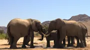 Elephant at IMAX Melbourne